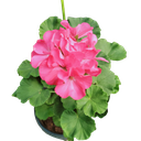 Geranium, Pelargonium X hortorum