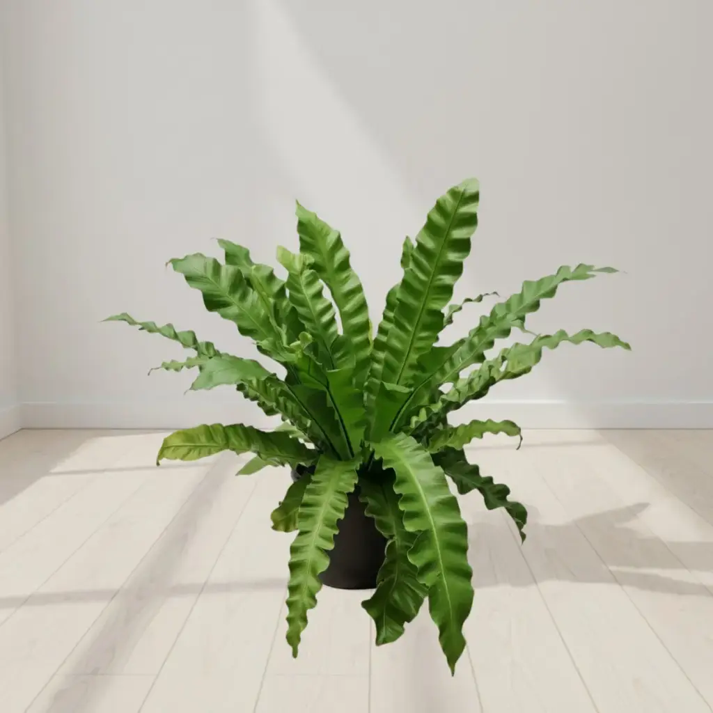 Bird's nest fern, Asplenium nidus