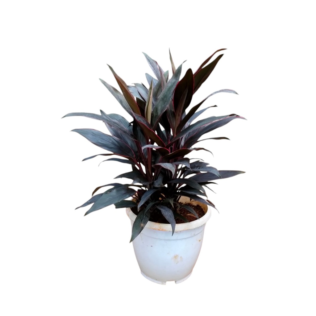 Dracena mahatma, Cordyline fruticosa 'Firebrand'