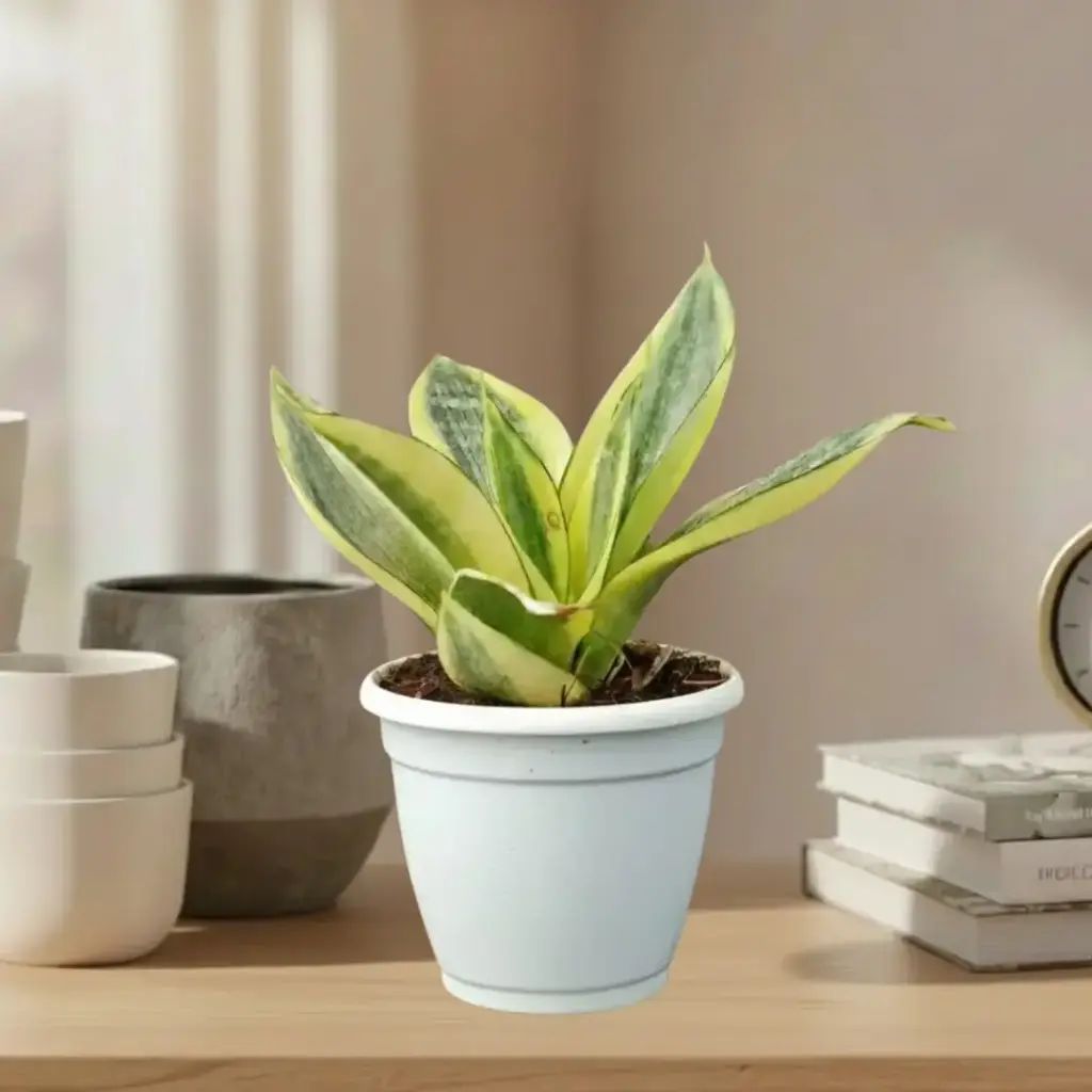 Snake plants, Sansevieria golden hahnii