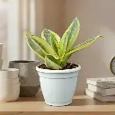 Snake plants, Sansevieria golden hahnii