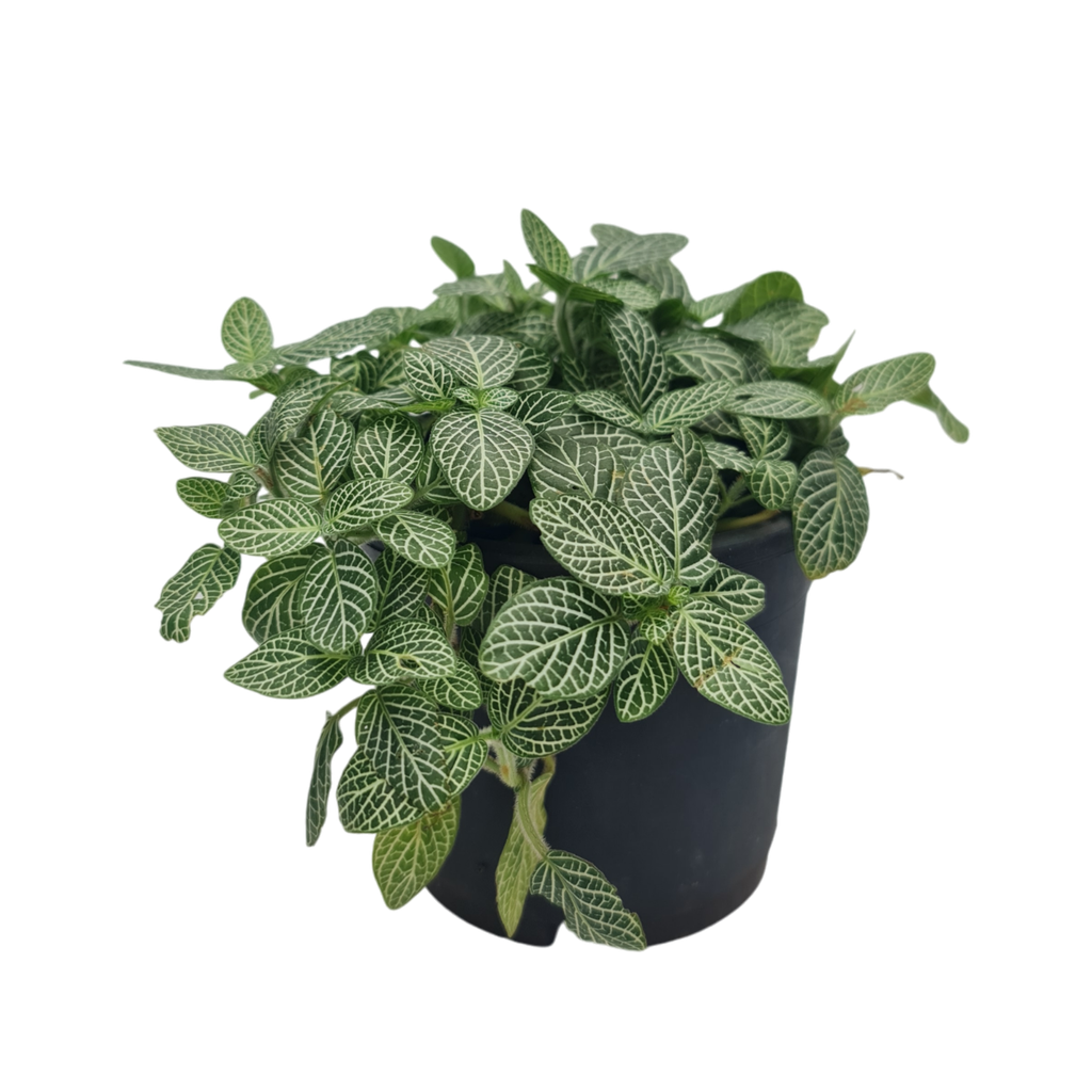 Nerve plant, Fittonia albivenis