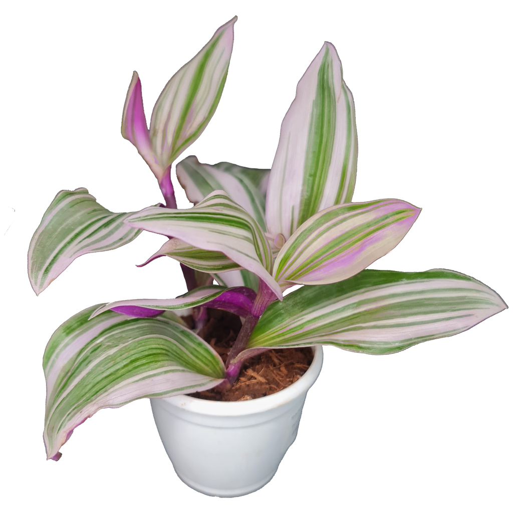 Tradescantia albiflora ‘Nanouk’