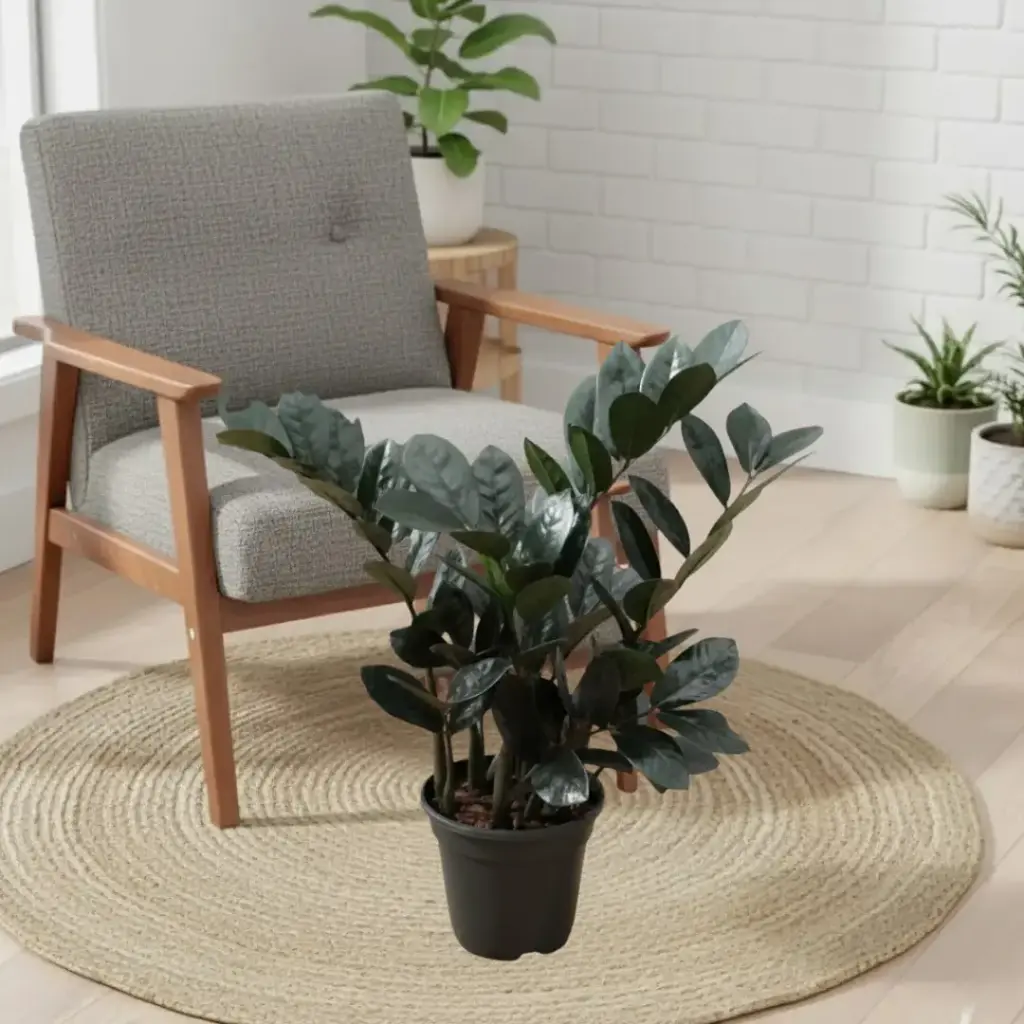[PLFP ZARV PT 0013 1.6L H015] Black zamia, ZZ plants, Zamioculcas zamiifolia raven (Pot # 5" 1.6L, 6'' ht)
