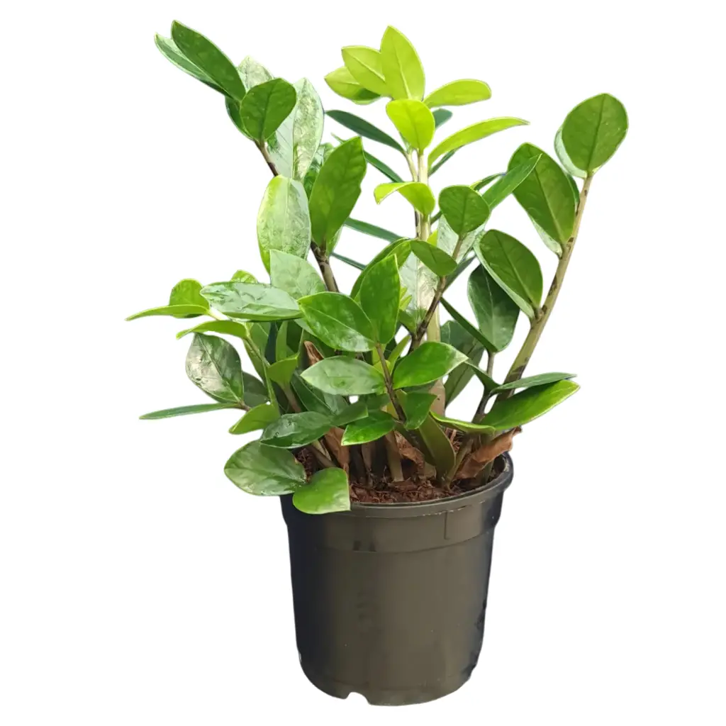 Green zamia, ZZ plants, Zamioculcas zamiifolia green
