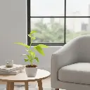 मनी प्लांट गोल्डन, एपिप्रेमनम औरेयम नीओन