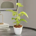 मनी प्लांट गोल्डन, एपिप्रेमनम औरेयम नीओन