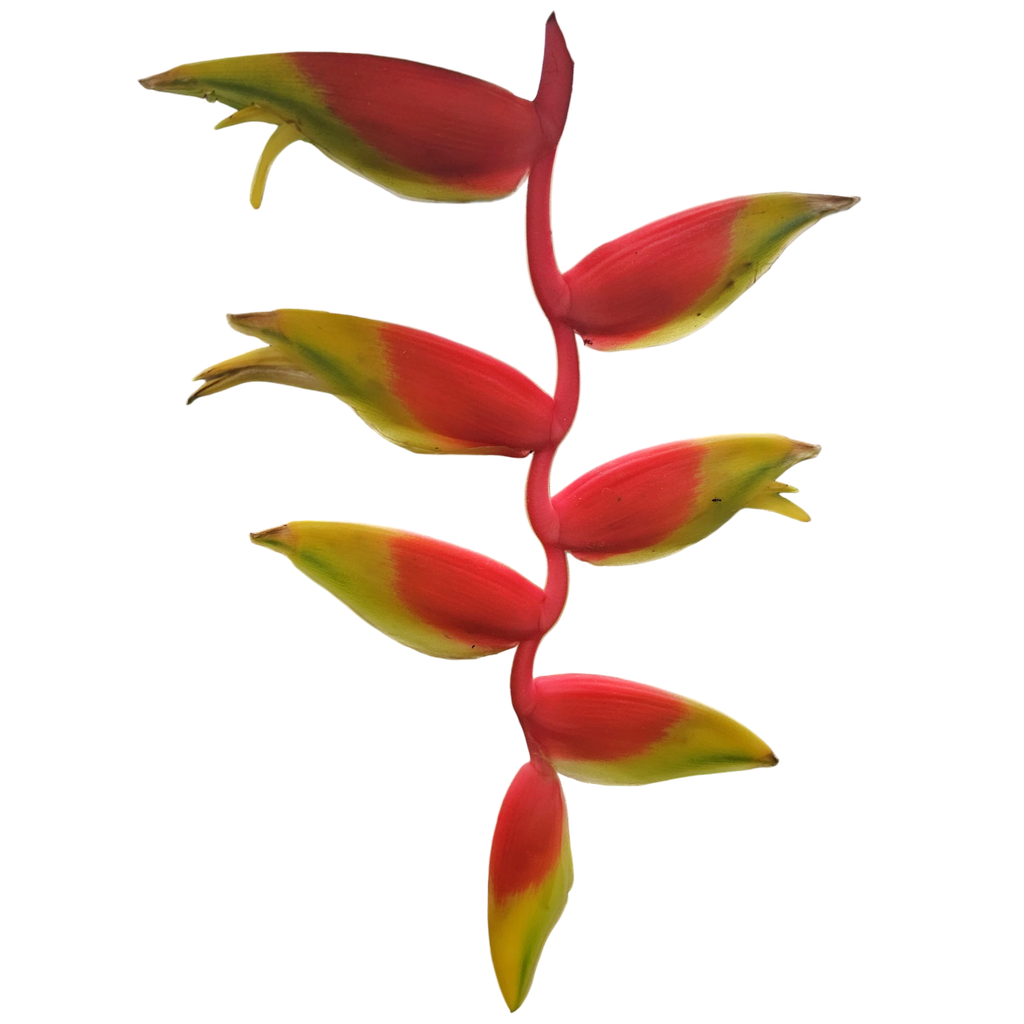 Hanging lobster claw, Heliconia rostrata