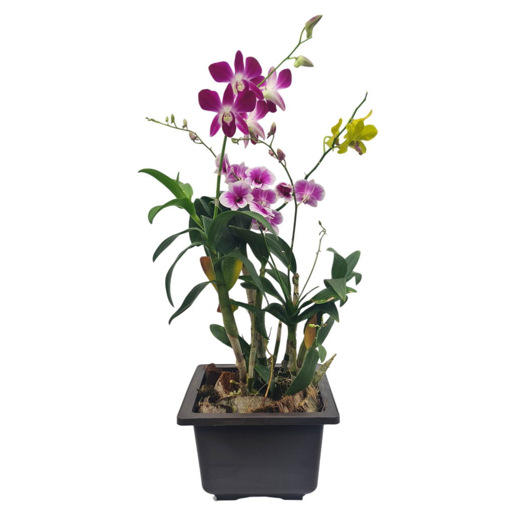 Orchids, Dendrobium spp.