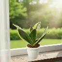 Snake plants, Sansevieria futura superba