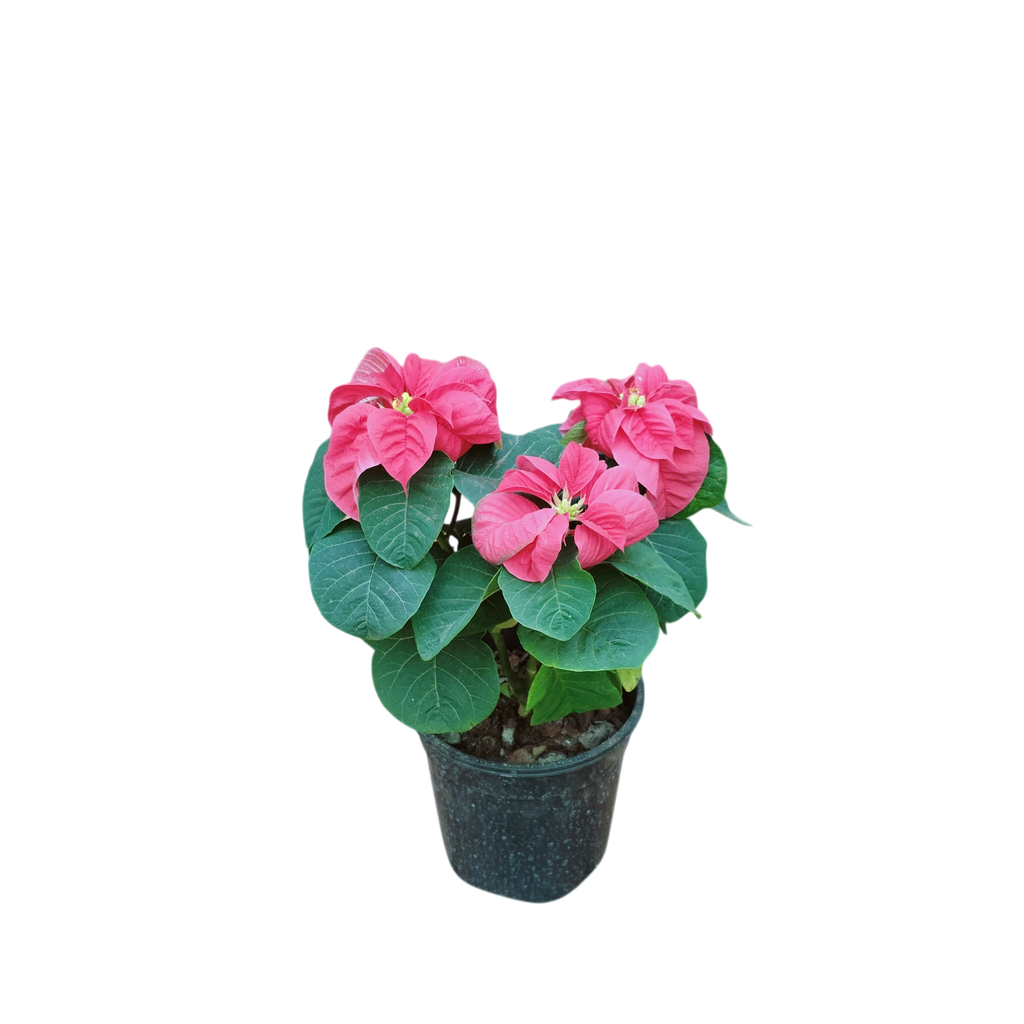 Poinsettia Red fireball, Euphorbia pulcherrima