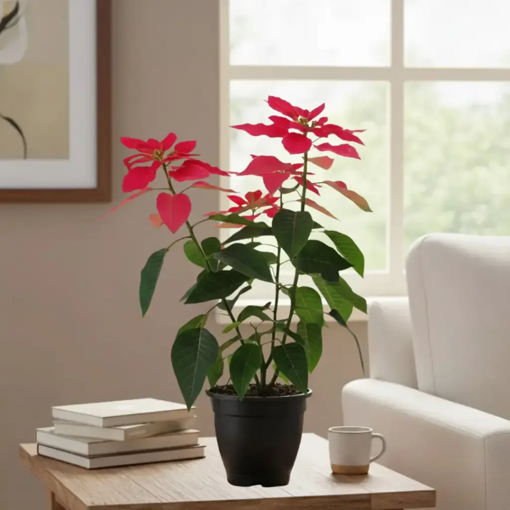 Poinsettia shocking Pink, Euphorbia pulcherrima