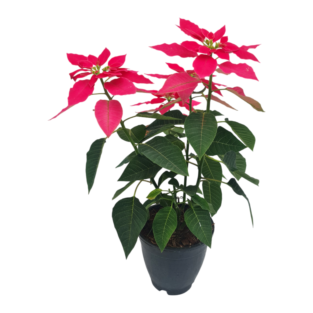 Poinsettia shocking Pink, Euphorbia pulcherrima