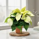 Poinsettia Yellow, Euphorbia pulcherrima