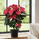 Poinsettia Glitter, Euphorbia pulcherrima