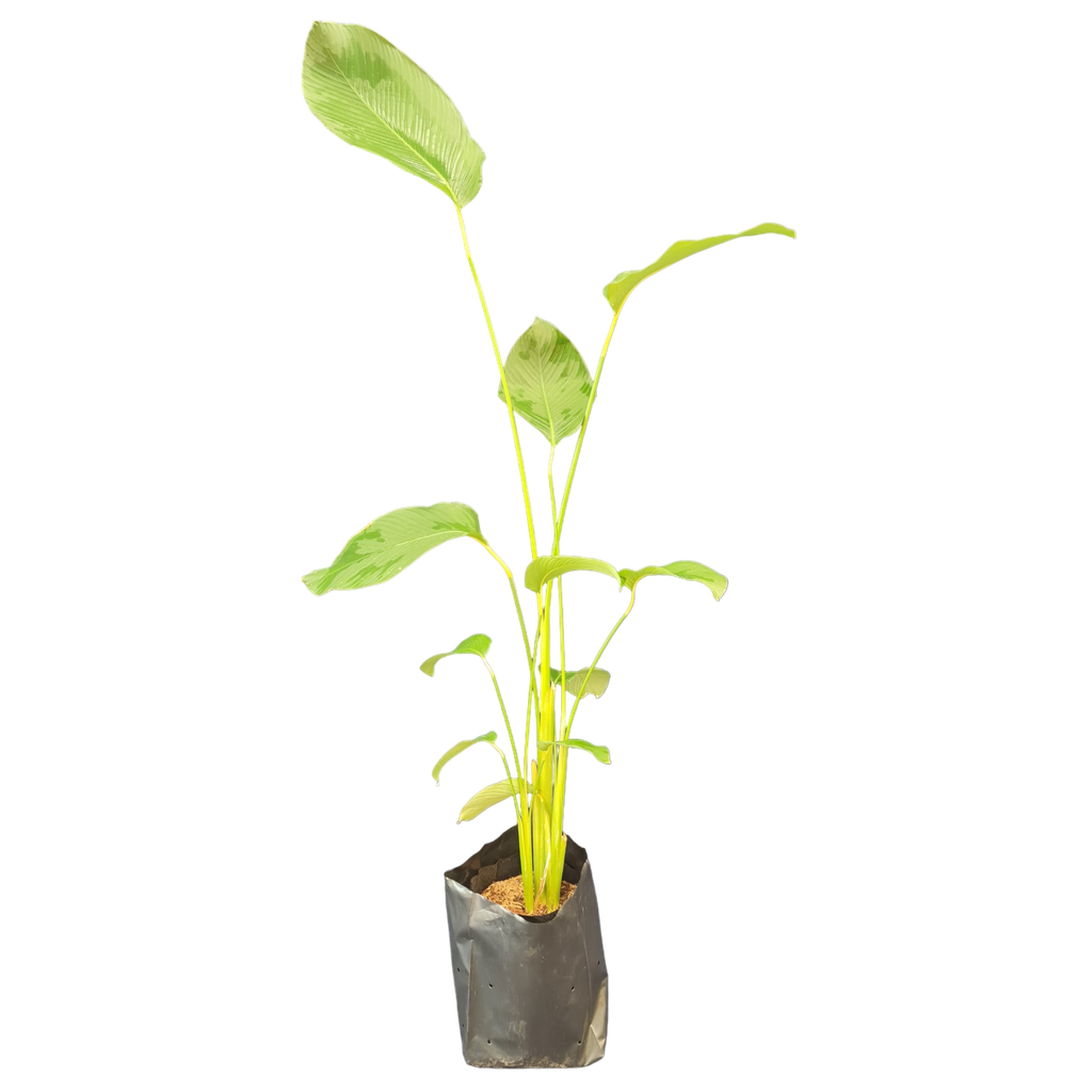 Cigar plant, Calathea lutea