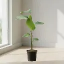 Cigar plant, Calathea lutea