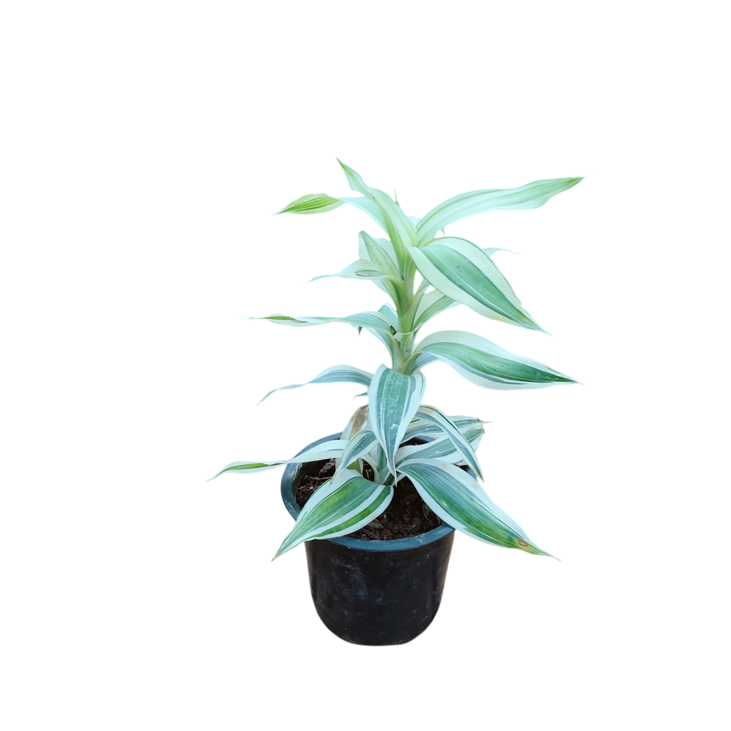 Dracena braunii variegata