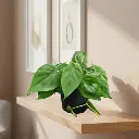 Oxy green, Philodendron scandens green