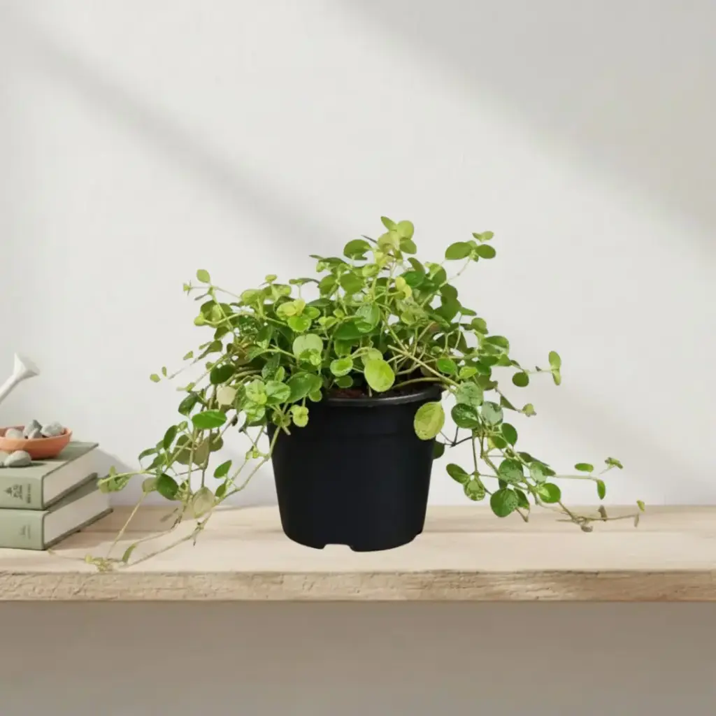 [PLCP PIES PT 0006 216ml] Pilea glossy, Pilea espresso (Pot # 2.5'' 216ml)