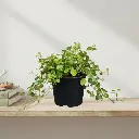 Pilea glossy, Pilea espresso