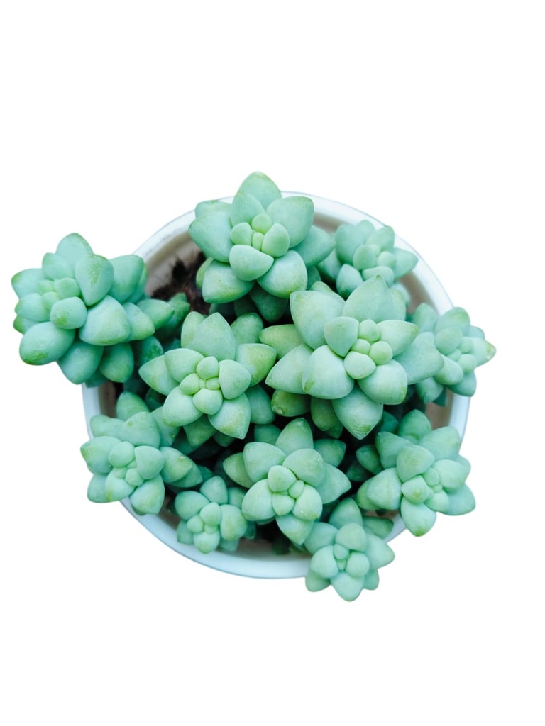 Burro's tail, Sedum morganianum