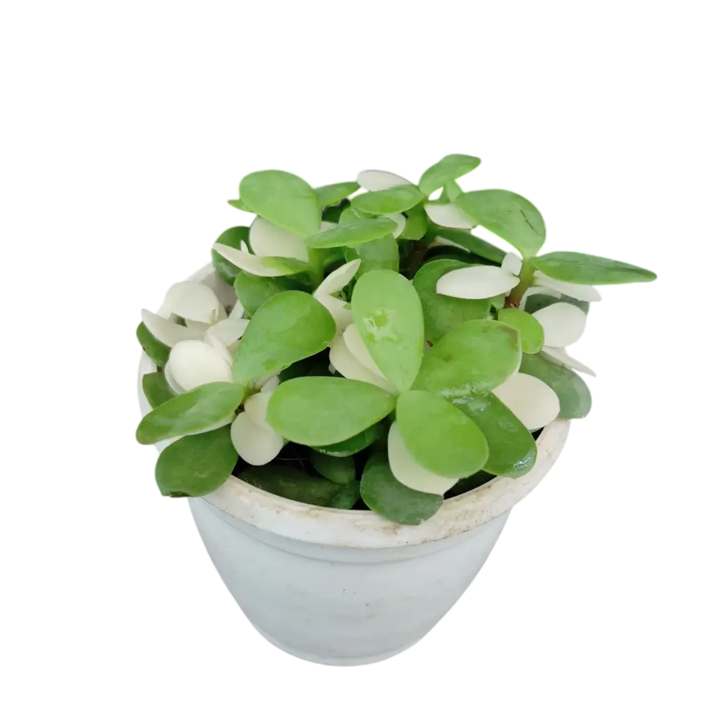 जेड प्लांट, क्रॅसुला ओवाटा 'व्हॅरिगेटा'