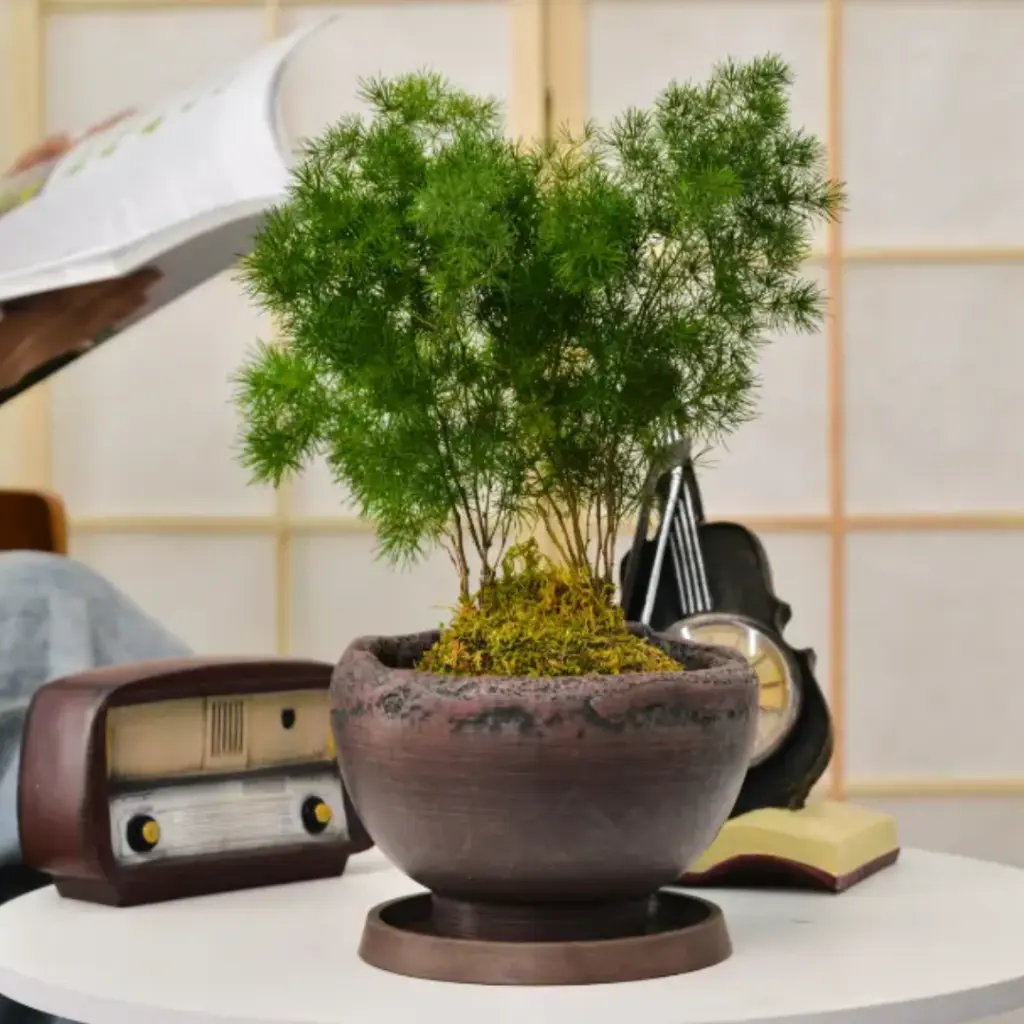 [POPS AGRO D25.5 H16.5] Pot Tang Dynasty (Ancient Green A)