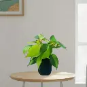 Philodendron Brazil, Philodendron scandens variegata