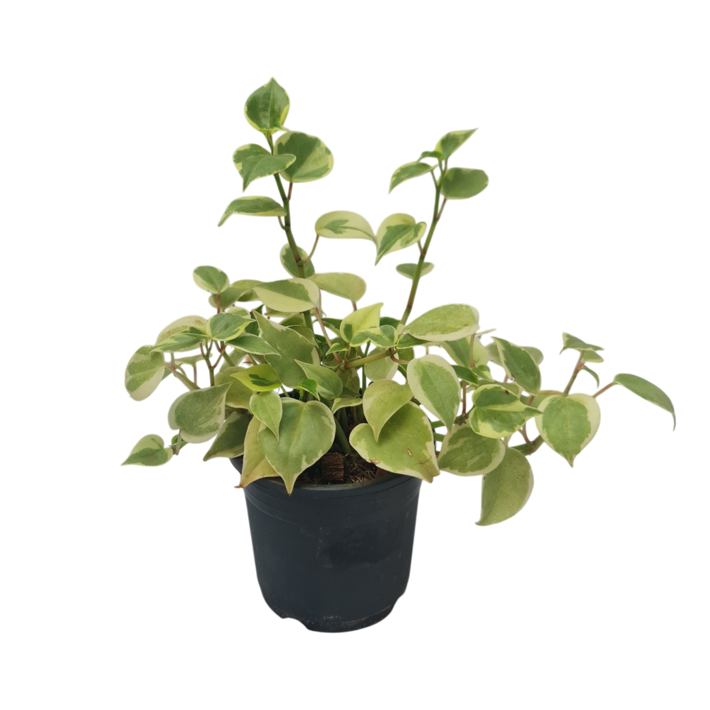 Peperomia scandens variegata