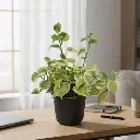 Peperomia scandens variegata