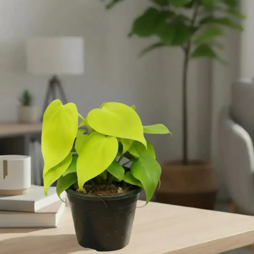 [PLFP PHAU PT 008 326ml] Oxy gold, Philodendron scandens aureum (Pot # 3'' 326ml)