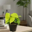 Oxy gold, Philodendron scandens aureum