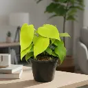 Oxy gold, Philodendron scandens aureum