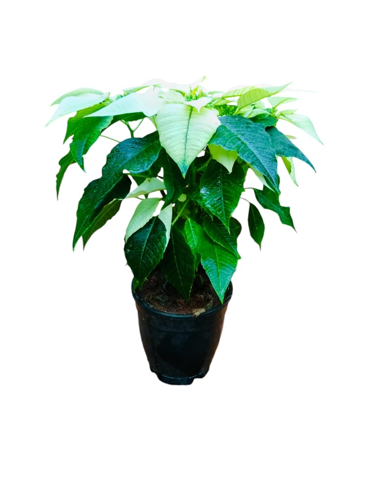 Poinsettia White, Euphorbia pulcherrima