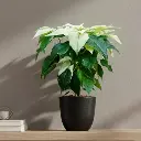 Poinsettia White, Euphorbia pulcherrima