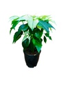 Poinsettia White, Euphorbia pulcherrima