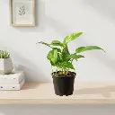 Money plant varigated, Epipremnum aureum