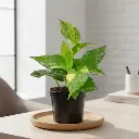 Money plant varigated, Epipremnum aureum