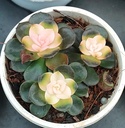 Echeveria rainbow