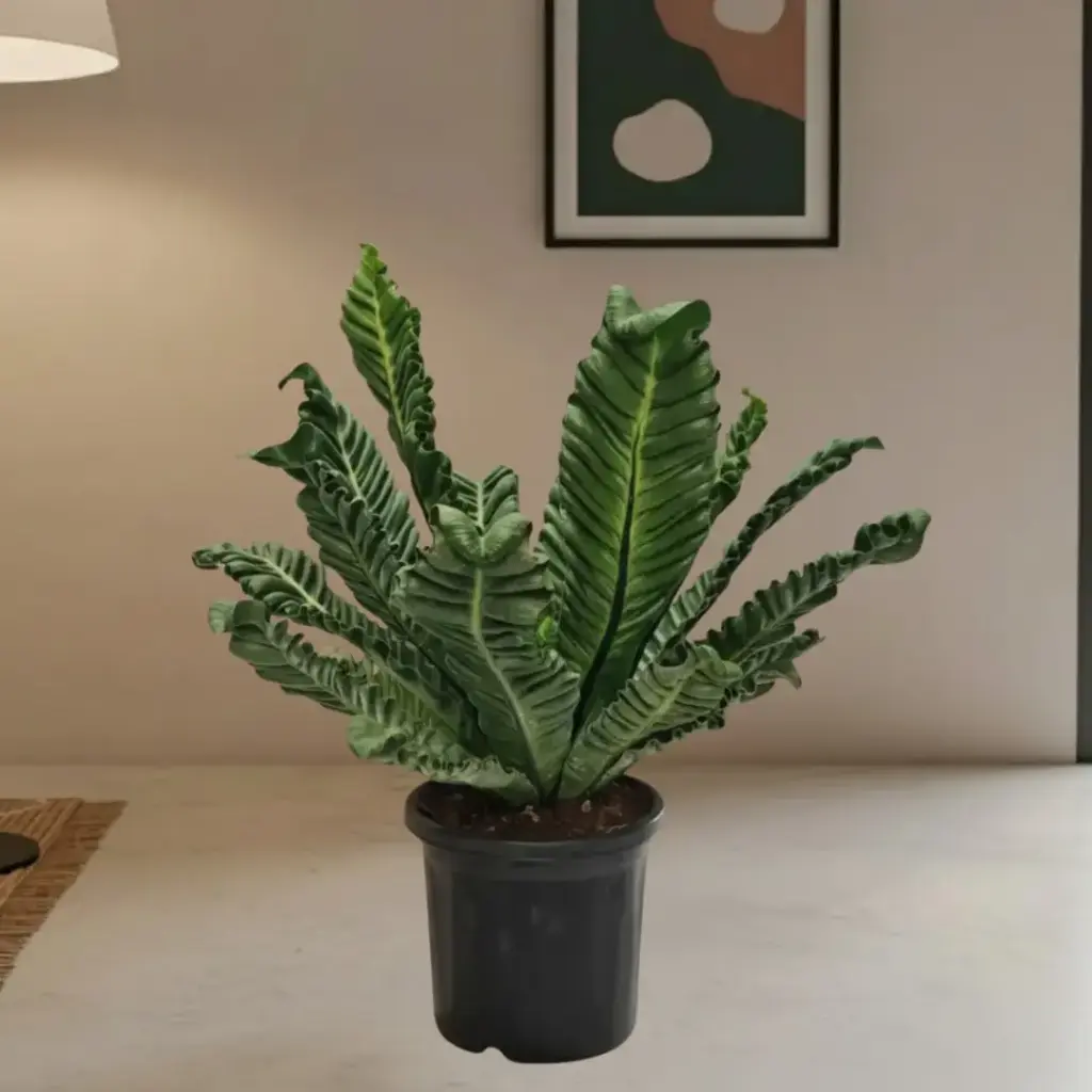 [PLFR ASNI PT 0015 2.2L H030] Cobra fern, Asplenium Nidus (Pot # 6'' 2.2L)