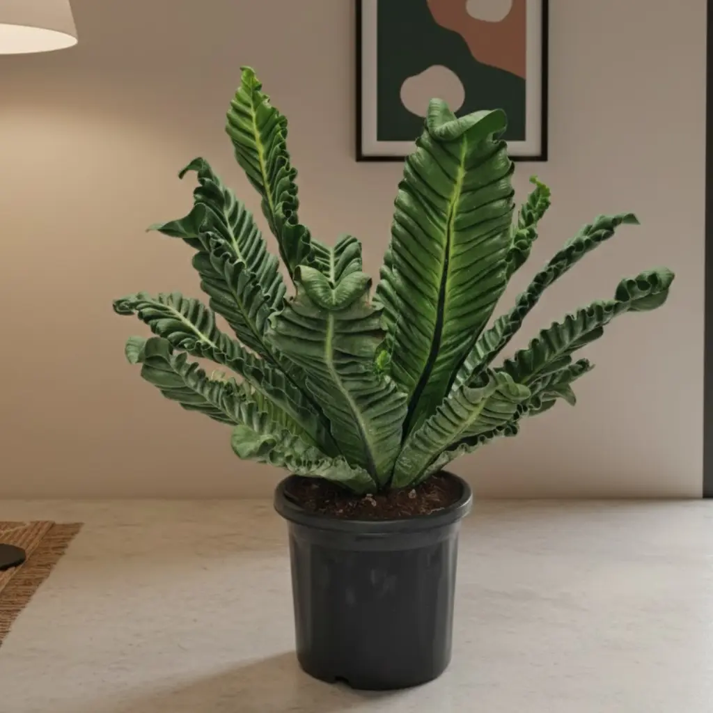 Cobra fern, Asplenium Nidus