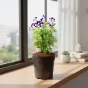 विशबोन फ्लावर, टोरेनिया फोर्निएरी