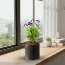 विशबोन फ्लावर, टोरेनिया फोर्निएरी