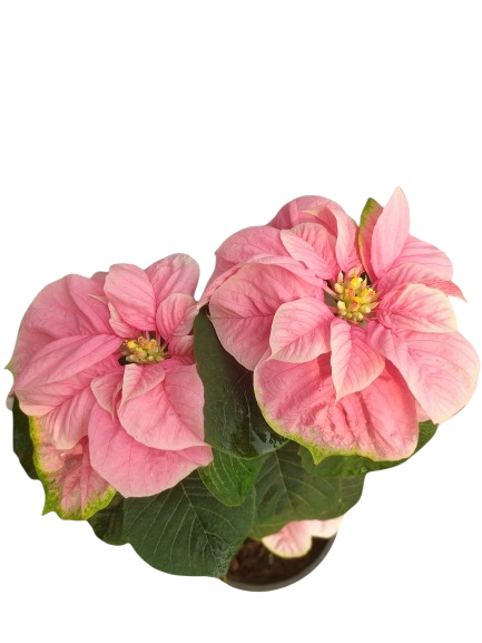 Poinsettia Pink fireball, Euphorbia pulcherrima