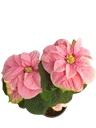 Poinsettia Pink fireball, Euphorbia pulcherrima