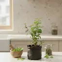 कृष्णा तुलसी, ओसिमम सैंक्टम