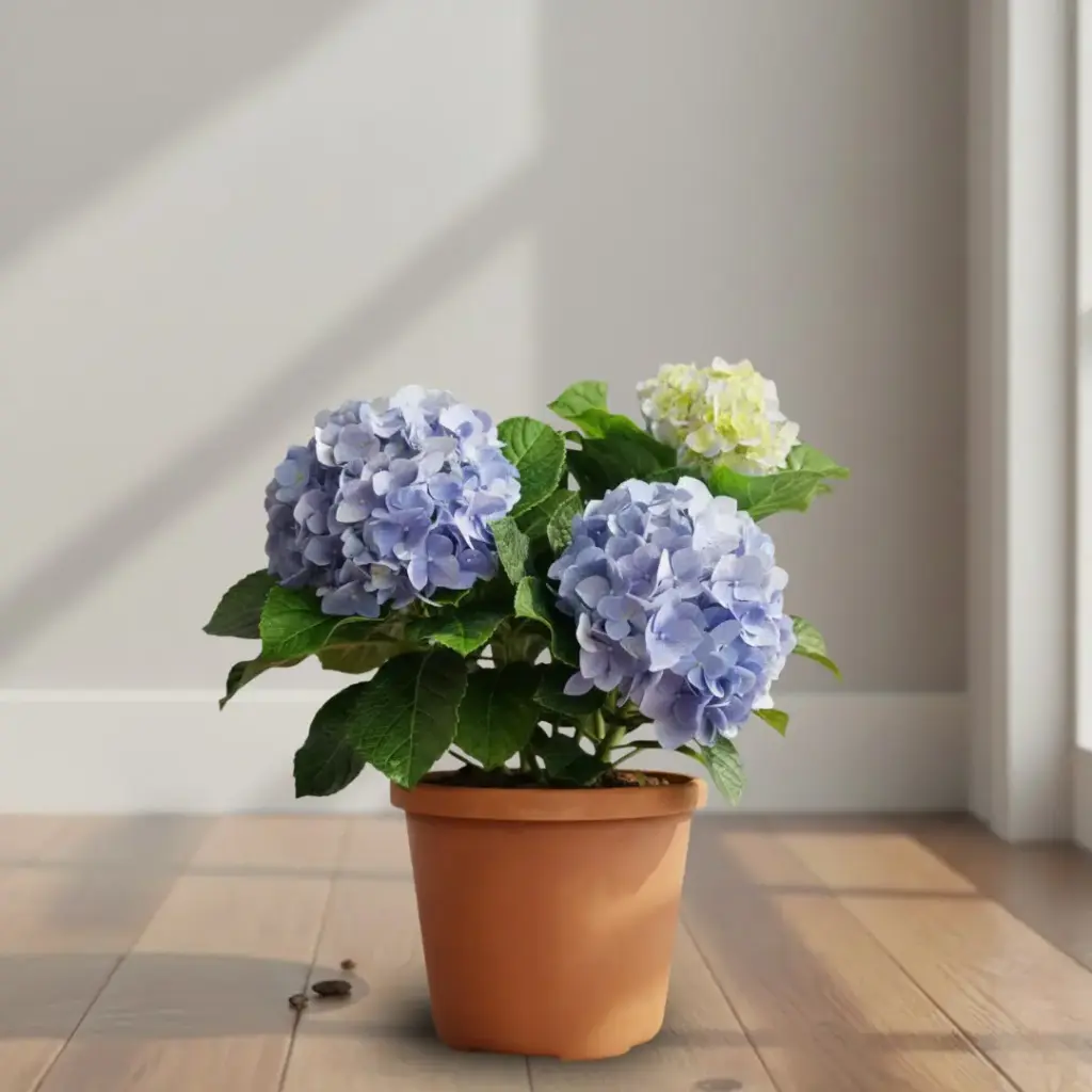 [PLFP HYBL PT 0015 2.2L] Hydrangea macrophylla (Pot # 6'' 2.2L)