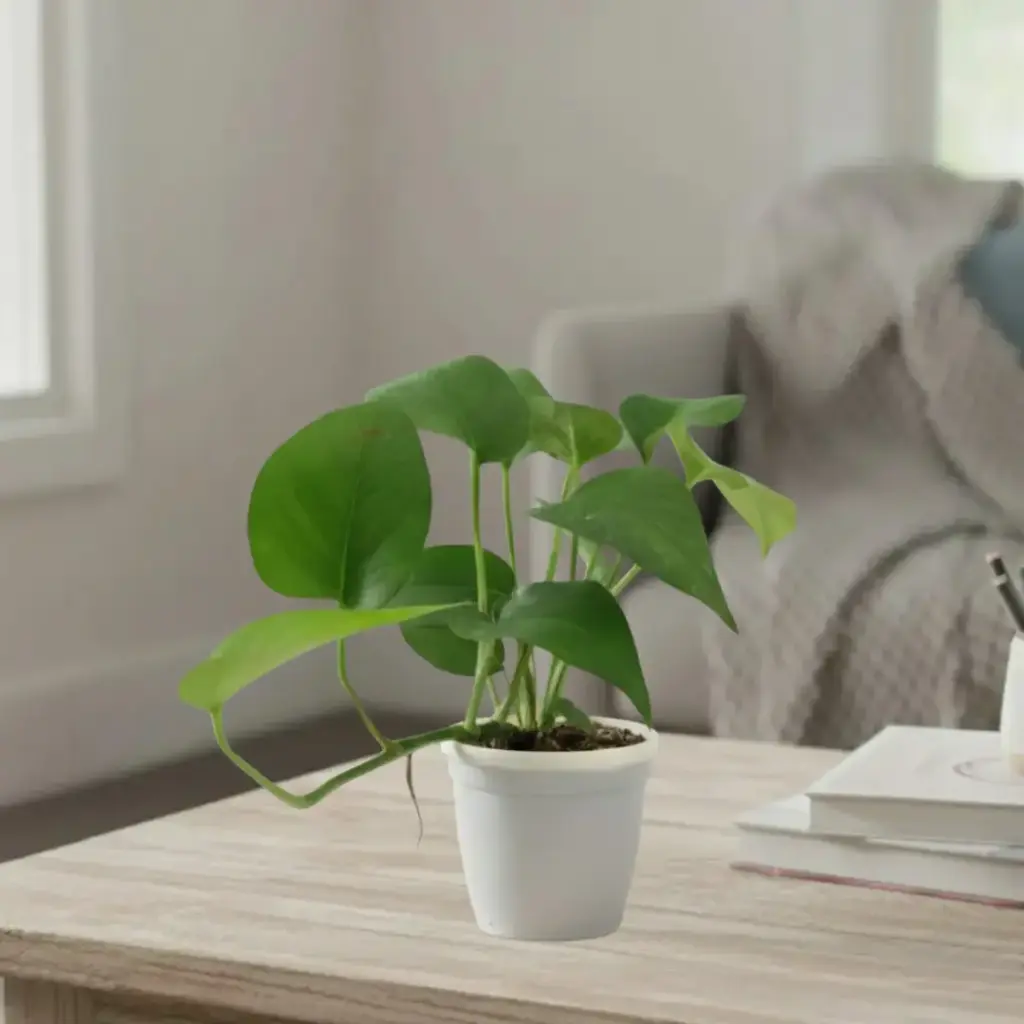 Money Plant green, Epipremnum aureum jade