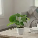 Money Plant green, Epipremnum aureum jade